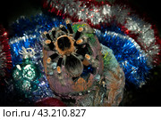Большой пушистый паук птицеед с яркими полосатыми лапами Brachypelma smithi сидит на террариумном укрытии среди блестящей новогодней мишуры. Стоковое фото, фотограф Алиса Сокол / Фотобанк Лори