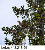 Самка глухаря (лат. Tetrao urogallus) на ветке ели. Стоковое фото, фотограф Анна Аникова / Фотобанк Лори