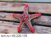 Пятиконечная красная морская звезда (лат. Protoreaster linckii) из Индийского океана на деревянной палубе лодки на острове Занзибар в Танзании, Nobody. Стоковое фото, фотограф Елизавета Корнилова / Фотобанк Лори