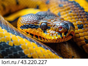 Vibrant closeup of a coiled snake. Стоковое AI-изображение, AI-художник Иван Рябоконь / Фотобанк Лори