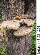 Гриб трутовик чешуйчатый (Polyporus squamosus, Полипорус чешуйчатый) на стволе дерева./ A scaly tinder mushroom Polyporus Squamosus fungus on a tree trunk. Стоковое фото, фотограф Iva Noel / Фотобанк Лори