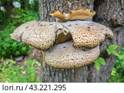 Гриб трутовик чешуйчатый (Polyporus squamosus, Полипорус чешуйчатый) на стволе дерева./ A scaly tinder mushroom Polyporus Squamosus fungus on a tree trunk. Стоковое фото, фотограф Iva Noel / Фотобанк Лори