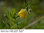 Лютик крымский в капельках утренней росы крупным планом. Crimean buttercup in droplets of morning dew close-up. (2024 год). Стоковое фото, фотограф Владимир Шарый / Фотобанк Лори