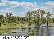Половодье Тобола в Тюменской области (2016 год). Стоковое фото, фотограф Александр Тараканов / Фотобанк Лори