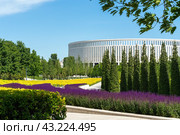 Шалфей в парке Галицкого, Краснодар (2024 год). Стоковое фото, фотограф Елена Букия / Фотобанк Лори