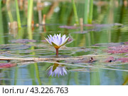 Blooming nymphea in the pond (Lat. - nymphaea caerulea) Стоковое фото, фотограф Irina Opachevsky / Фотобанк Лори