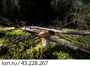 Белый гриб. Стоковое фото, фотограф Людмила Заботина / Фотобанк Лори