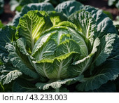 A detailed close-up of a fresh savoy cabbage shows the intricate patterns of its leaves, veined textures. Savoy cabbage Brassica oleracea L convar capitata var sabauda is vegetable crop. Generated AI. Стоковое AI-изображение, AI-художник Юлия Петровская / Фотобанк Лори