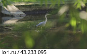 A bird - white heron is standing in a pond with green leaves in the background. Стоковое видео, видеограф Константин Шишкин / Фотобанк Лори