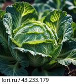 A detailed close-up of a fresh savoy cabbage shows the intricate patterns of its leaves, veined textures. Savoy cabbage Brassica oleracea L convar capitata var sabauda is vegetable crop. Generated AI. Стоковое AI-изображение, AI-художник Юлия Петровская / Фотобанк Лори