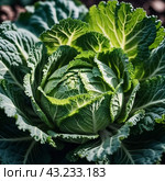 A detailed close-up of a fresh savoy cabbage shows the intricate patterns of its leaves, veined textures. Savoy cabbage Brassica oleracea L convar capitata var sabauda is vegetable crop. Generated AI. Стоковое AI-изображение, AI-художник Юлия Петровская / Фотобанк Лори
