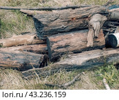 Поленья для костра лежат на на траве. Стоковое фото, фотограф Константин Григорьев / Фотобанк Лори