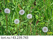 Одуванчики (Taraxacum officinale) в стадии плодоношения со множеством волосков (семянок) в виде шара. Стоковое фото, фотограф Владимир Литвинов / Фотобанк Лори
