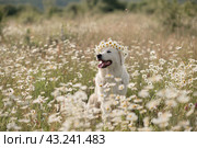 Daisies white dog Maremma Sheepdog in a wreath of daisies sits on a green lawn with wild flowers daisies, walks a pet. Cute photo with a dog in a wreath of daisies. Стоковое фото, фотограф svetograph / Фотобанк Лори