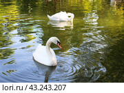 Лебеди на водоеме. Стоковое фото, фотограф Вероника Павлова / Фотобанк Лори
