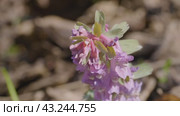 Южный Урал, цветущая хохлатка плотная (Corydalis solida) в лесу весной. Southern Urals, flowering fumewort (Corydalis solida) in the forest in spring. Стоковое видео, видеограф Евгений Романов / Фотобанк Лори