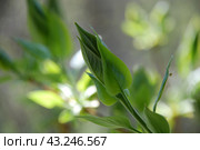 Not yet blossomed leaves on a lilac branch. Стоковое фото, фотограф Andrew_Swarga / Фотобанк Лори