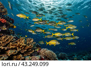 Shoal of colorful yellowtail snappers fish school swim in tropical underwaters. Bluestripe Snapper in underwater world. Observation of wildlife. Scuba diving adventure. Стоковое AI-изображение, AI-художник Aleksandr Golubev / Фотобанк Лори