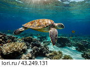 Green sea Turtle (Testudines) mammal swimming in tropical underwaters. Turtles in underwater wild animal world. Observation of wildlife ocean. Scuba diving adventure in Ecuador coast. Copy text space. Стоковое AI-изображение, AI-художник Aleksandr Golubev / Фотобанк Лори