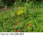 Южный Урал, цветущая якобея обыкновенная (Jacobaea vulgaris) на лужайке летом. Southern Urals, blooming Jacobaea vulgaris (Jacobaea vulgaris) on the lawn in summer. Стоковое фото, фотограф Евгений Романов / Фотобанк Лори