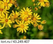 Южный Урал, цветущая якобея обыкновенная (Jacobaea vulgaris) на лужайке летом. Southern Urals, blooming Jacobaea vulgaris (Jacobaea vulgaris) on the lawn in summer. Стоковое фото, фотограф Евгений Романов / Фотобанк Лори