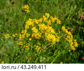 Южный Урал, цветущая якобея обыкновенная (Jacobaea vulgaris) на лужайке летом. Southern Urals, blooming Jacobaea vulgaris (Jacobaea vulgaris) on the lawn in summer. Стоковое фото, фотограф Евгений Романов / Фотобанк Лори