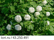 Цветущая декоративная калина Бульденеж (Buldenezh) Стоковое фото, фотограф Александр Щепин / Фотобанк Лори