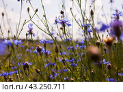 Summer landscape with bright blooming cornflowers in the field. Стоковое фото, фотограф Татьяна Яцевич / Фотобанк Лори