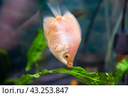 Aquarist, aqua fish. Helostoma temminkii is a species of tropical ray-finned fishes from the suborder labyrinth, allocated to the monotypic family of Helostomatidae. Стоковое фото, фотограф Evgenii Predibailo / Фотобанк Лори