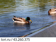 Утка на воде (2024 год). Редакционное фото, фотограф Вероника Павлова / Фотобанк Лори