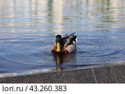 Утка на воде (2024 год). Редакционное фото, фотограф Вероника Павлова / Фотобанк Лори