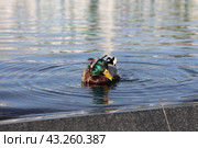 Утка на воде (2024 год). Редакционное фото, фотограф Вероника Павлова / Фотобанк Лори