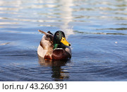 Утка на воде (2024 год). Редакционное фото, фотограф Вероника Павлова / Фотобанк Лори