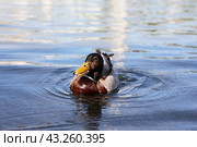 Утка на воде. Стоковое фото, фотограф Вероника Павлова / Фотобанк Лори
