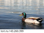 Утка на воде. Стоковое фото, фотограф Вероника Павлова / Фотобанк Лори