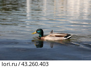Утка на воде. Стоковое фото, фотограф Вероника Павлова / Фотобанк Лори