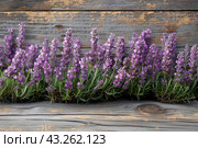 A bed of blooming lavender on the background of an old wooden wall. Lavender flowers have a rich purple hue that contrasts beautifully with the gray and brown tones of the wood planks. This image conveys a sense of coziness and the natural beauty of nature, making it ideal for use in a variety of decorative and design projects related to nature, rustic style and aromatherapy. Стоковое AI-изображение, AI-художник Анна Кривицкая / Фотобанк Лори