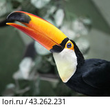 Большой тукан (лат. Ramphastos toco) в Московском зоопарке. Портрет в профиль (2021 год). Редакционное фото, фотограф Наталья Николаева / Фотобанк Лори