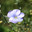 Blue flax flower closeup. Стоковое фото, фотограф Светлана Ильева (Иванова) / Фотобанк Лори