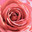 Inside a pink rose. Background. Стоковое фото, фотограф Светлана Ильева (Иванова) / Фотобанк Лори