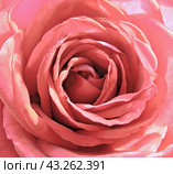 Inside a pink rose. Background. Стоковое фото, фотограф Светлана Ильева (Иванова) / Фотобанк Лори
