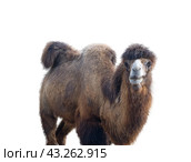 Портрет верблюда на белом фоне. Portrait of the beautiful camel on white background. Стоковое фото, фотограф Татьяна Д / Фотобанк Лори
