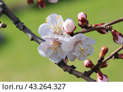 White and pink manchurian apricot flowers closeup. Стоковое фото, фотограф Светлана Ильева (Иванова) / Фотобанк Лори