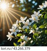 Jasmine Jasminum officinale in olive family of Oleaceae cultivated for tea fragrance. White flowers with yellow centers, blooming on a bush with green leaves. Sun shines brightly in background. AI. Стоковая иллюстрация, иллюстратор Юлия Петровская / Фотобанк Лори
