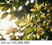 Honeysuckle blooms in the garden. White and yellow flowers of Lonicera Caprifolium against of green leaves. Floriculture and horticulture. Arching shrubs or twining vines in the family Caprifoliaceae. Стоковое AI-изображение, AI-художник Юлия Петровская / Фотобанк Лори