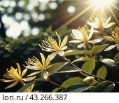 Honeysuckle blooms in the garden. White and yellow flowers of Lonicera Caprifolium against of green leaves. Floriculture and horticulture. Arching shrubs or twining vines in the family Caprifoliaceae. Стоковое AI-изображение, AI-художник Юлия Петровская / Фотобанк Лори