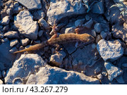 Пискливый геккончик среди камней. Стоковое фото, фотограф Виктор Славгородский / Фотобанк Лори