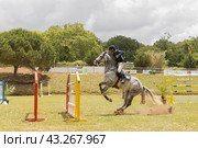 19 may 2024, Mafra, Portugal - competition in military academy - man is riding a horse and jumping over a hurdle. Редакционное фото, фотограф Константин Шишкин / Фотобанк Лори