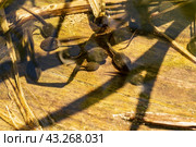 Головастики плавают в воде. Стоковое фото, фотограф Алексей Линник / Фотобанк Лори