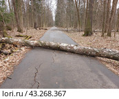 Упавшее дерево перегородило пешеходную дорогу в лесу. Национальный парк "Лосиный остров". Район Гольяново. Город Москва (2024 год). Стоковое фото, фотограф lana1501 / Фотобанк Лори